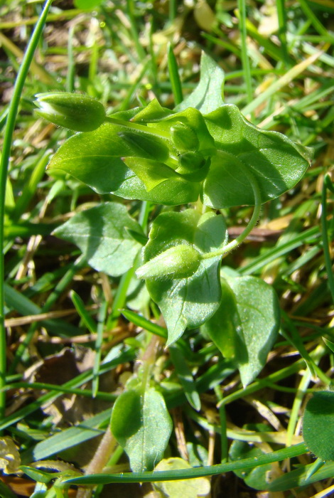Stellaria neglecta / Centocchio a fiori grandi